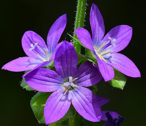 Triodanis_perfoliata_flowers2.jpg