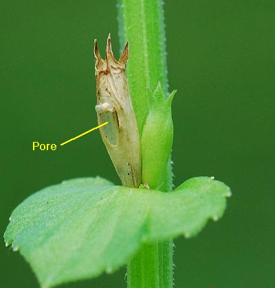 Triodanis_perfoliata_fruit.jpg