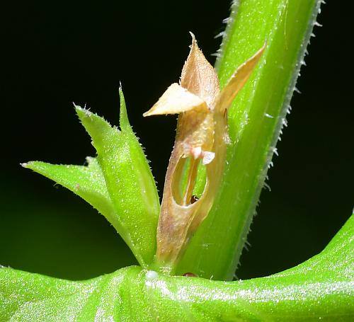 Triodanis_perfoliata_fruit2.jpg
