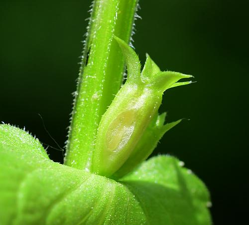 Triodanis_perfoliata_fruit3.jpg