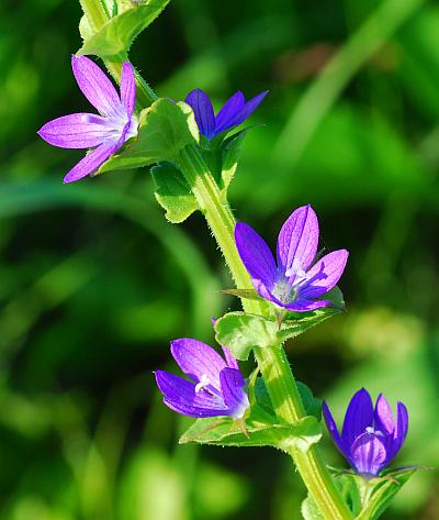 Triodanis_perfoliata_inflorescence.jpg