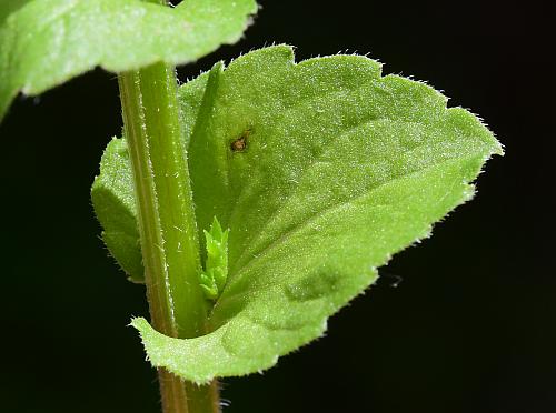 Triodanis_perfoliata_leaf1.jpg