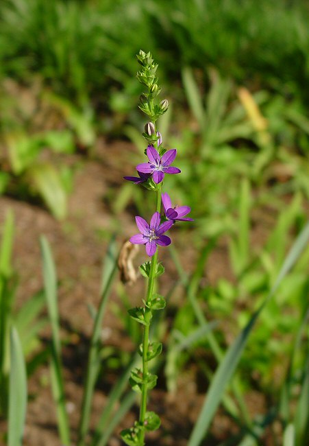 Triodanis_perfoliata_plant.jpg
