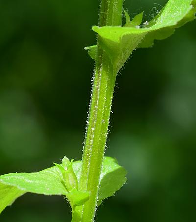 Triodanis_perfoliata_stem.jpg