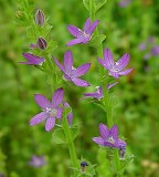 Triodanis perfoliata thumbnail