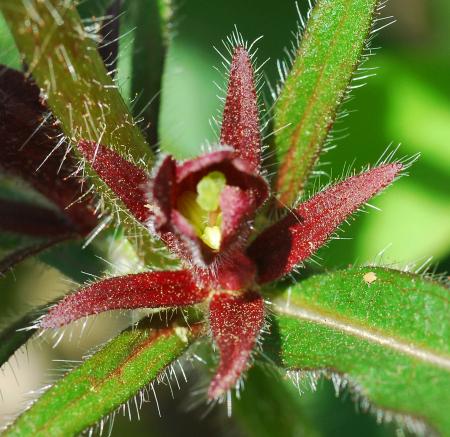 Triosteum_angustifolium_calyx.jpg