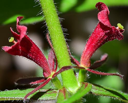 Triosteum_angustifolium_flowers.jpg