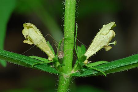 Triosteum_angustifolium_flowers2.jpg