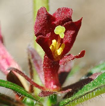 Triosteum_angustifolium_flowers3.jpg