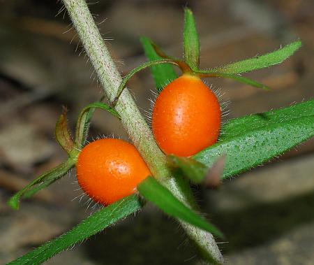 Triosteum_angustifolium_fruits.jpg