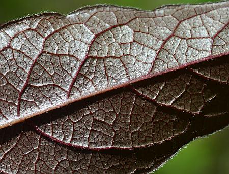 Triosteum_angustifolium_leaf2.jpg