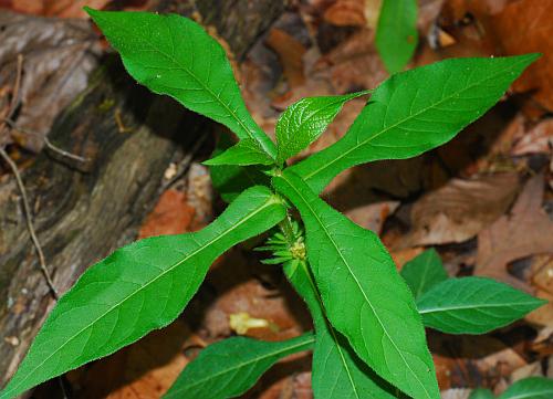 Triosteum_angustifolium_leaves1.jpg