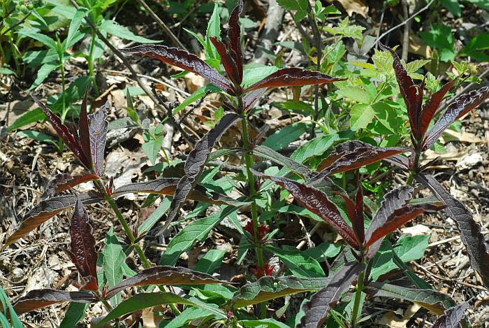 Triosteum_angustifolium_plant.jpg