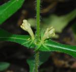 Triosteum angustifolium thumbnail