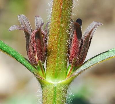 Triosteum_aurantiacum_calyx.jpg