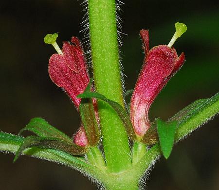 Triosteum_aurantiacum_flowers.jpg