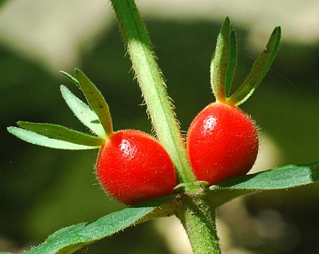 Triosteum_aurantiacum_fruits.jpg