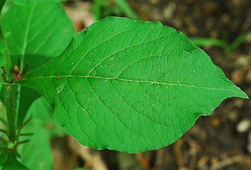 Triosteum_aurantiacum_leaf1.jpg