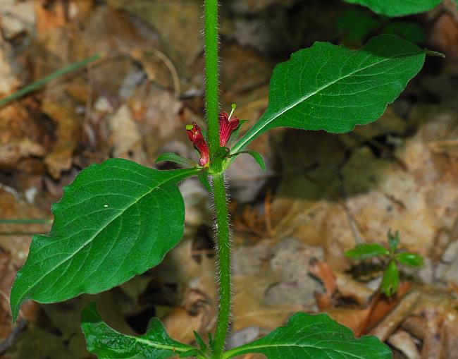 Triosteum_aurantiacum_plant.jpg