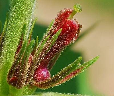 Triosteum_perfoliatum_calyx2.jpg