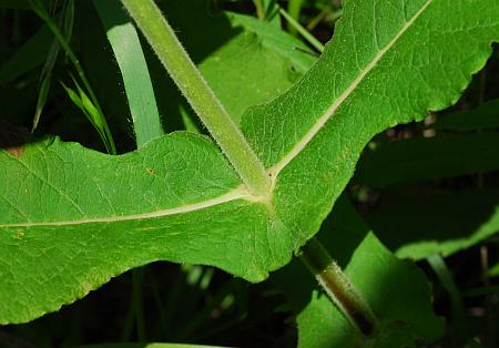 Triosteum_perfoliatum_leaf1.jpg
