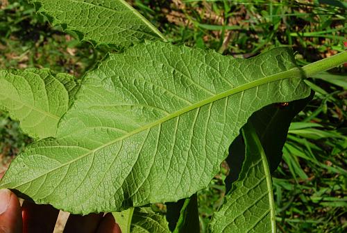 Triosteum_perfoliatum_leaf2.jpg