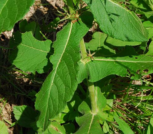 Triosteum_perfoliatum_leaves.jpg