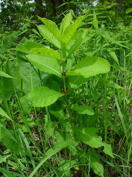 Triosteum_perfoliatum_plant.jpg