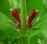 Triosteum perfoliatum thumbnail
