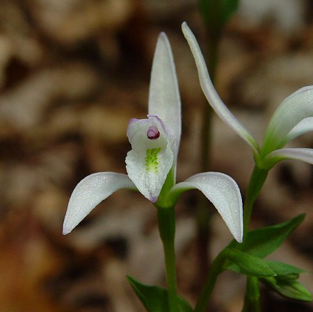 Triphora_trianthophoros_flower.jpg