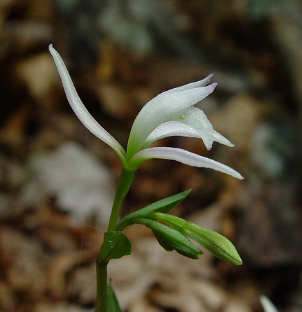 Triphora_trianthophoros_flower_side.jpg