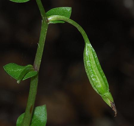 Triphora_trianthophoros_fruit.jpg