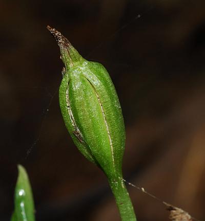 Triphora_trianthophoros_fruit2.jpg