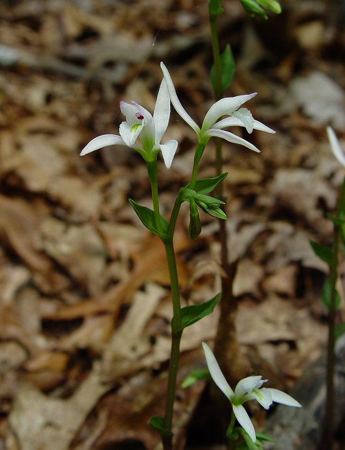 Triphora_trianthophoros_plant.jpg