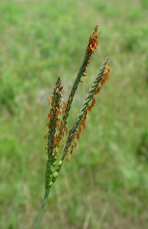 Tripsacum_dactyloides_inflorescence.jpg