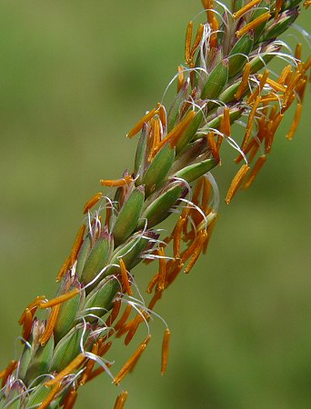 Tripsacum_dactyloides_staminate_flowers.jpg