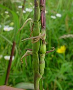 Tripsacum dactyloides thumbnail