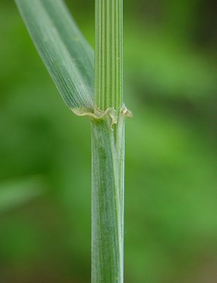 Triticum_aestivum_auricle.jpg