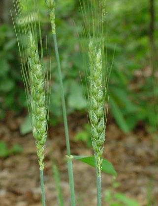 Triticum_aestivum_inflorescence.jpg