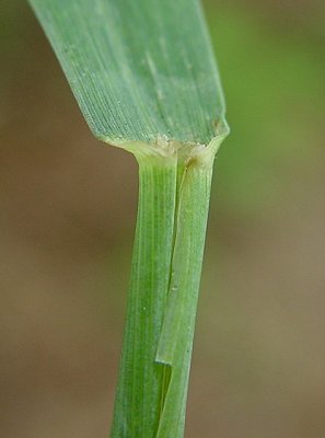 Triticum_aestivum_ligule.jpg