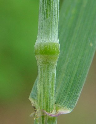 Triticum_aestivum_node.jpg