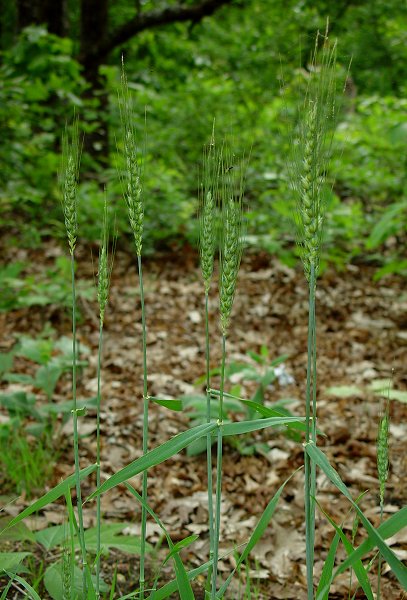 Triticum_aestivum_plant.jpg