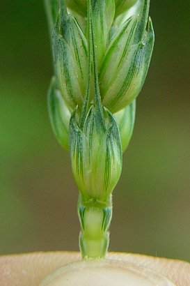 Triticum_aestivum_spikelet.jpg