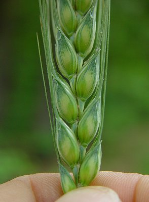 Triticum_aestivum_spikelets.jpg