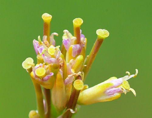 Turritis_glabra_flowers.jpg