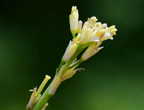 Turritis_glabra_inflorescence.jpg