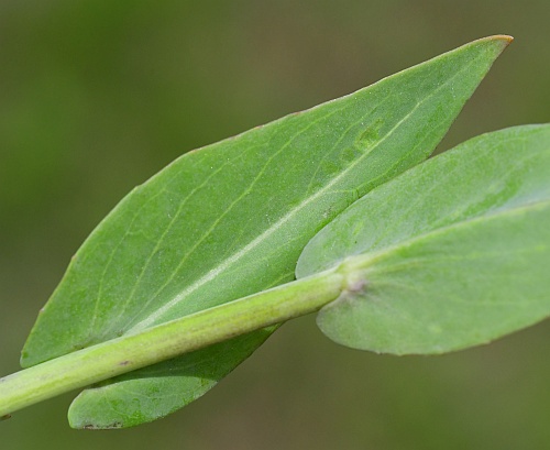 Turritis_glabra_leaf1.jpg