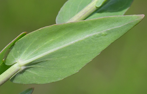 Turritis_glabra_leaf2.jpg