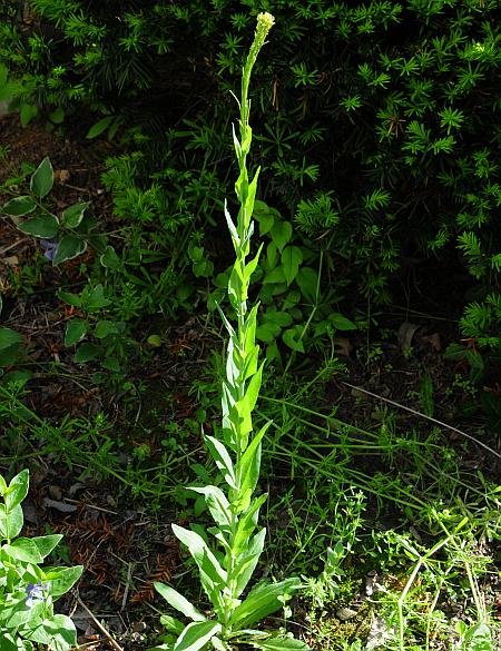 Turritis_glabra_plant.jpg