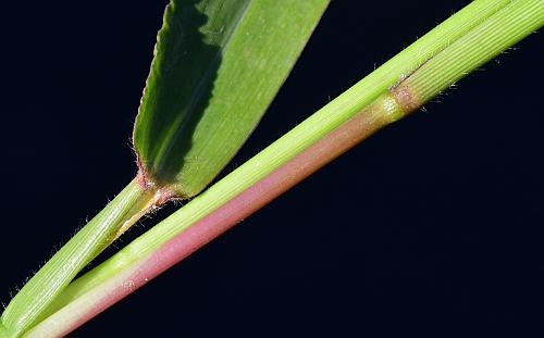 Urochloa_platyphylla_culm.jpg